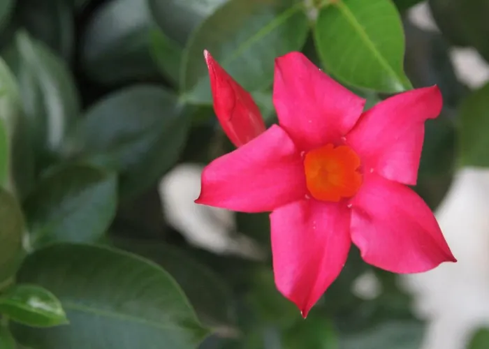 Salina Luxury Pool Villa *